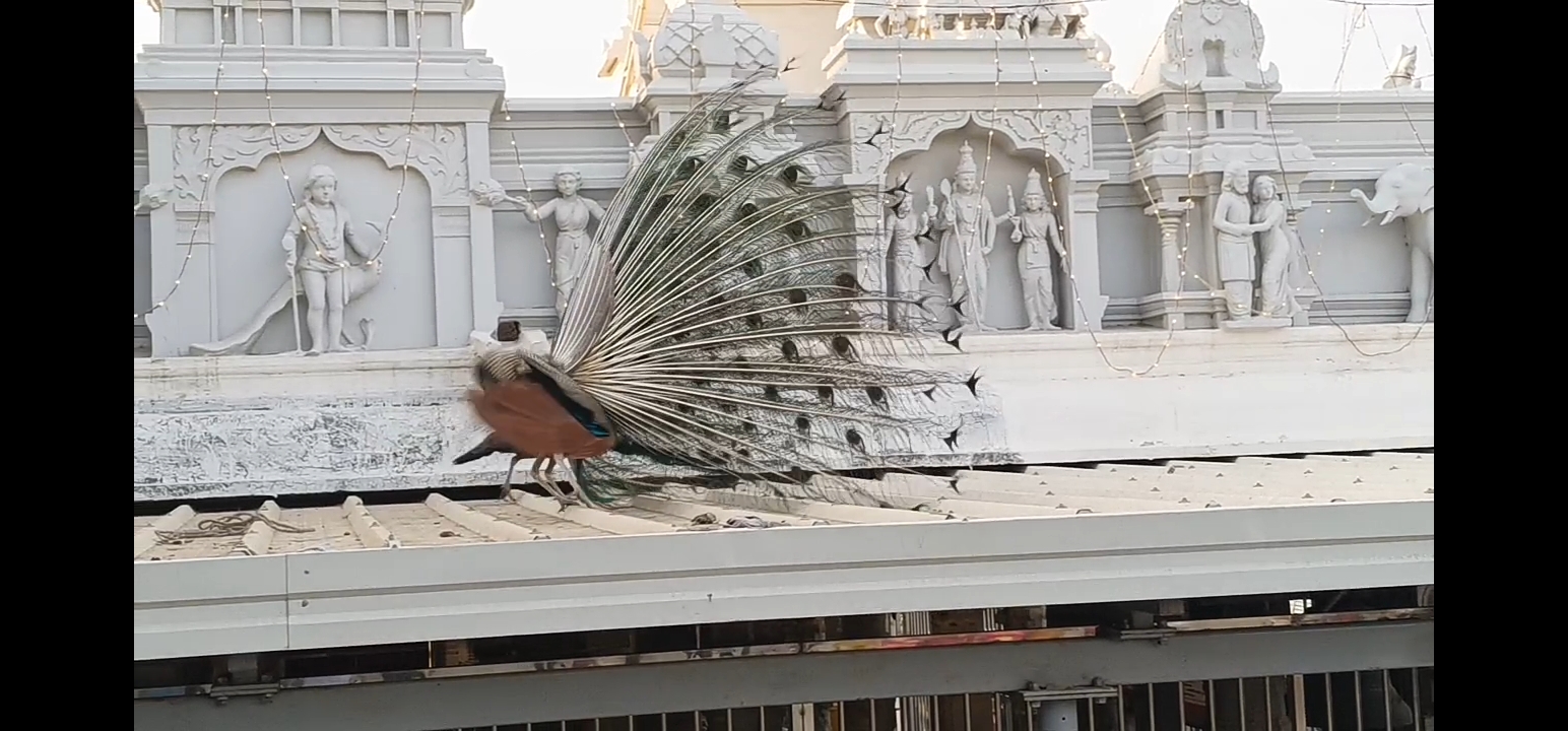திருச்செந்தூர் சுப்பிரமணிய சுவாமி கோவில் வெளிப்பிரகாரத்தில் உலா வந்த சொகுசு கார். நடவடிக்கை எடுக்க பக்தர்கள் கோரிக்கை.*